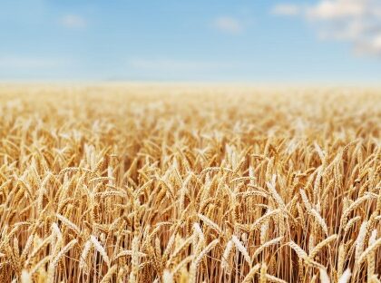 Sow, Sow, Sow Your Hope
