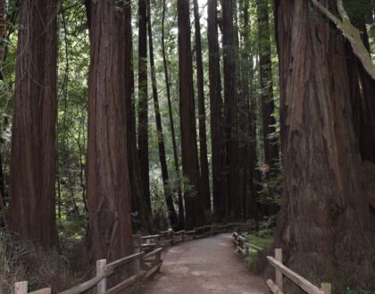 Encounters in the Wilderness