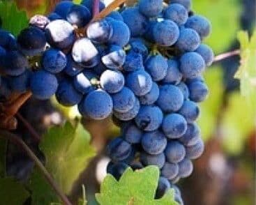 I Heard It Through the GrapeVine