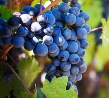I Heard It Through the GrapeVine