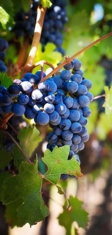 I Heard It Through the GrapeVine